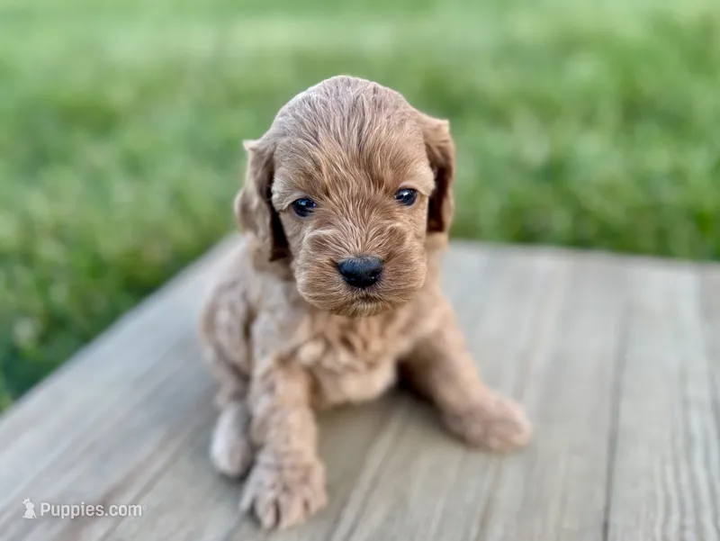 Pumpkin's Male #2 – Cockapoo puppy for sale in Omaha, NE