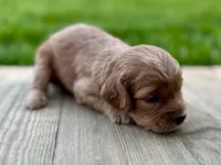 Pumpkin's Female #1, a female Cockapoo for sale in Omaha, NE – 2 of 4