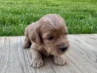 Pumpkin's Female #1, a female Cockapoo for sale in Omaha, NE – 3 of 4