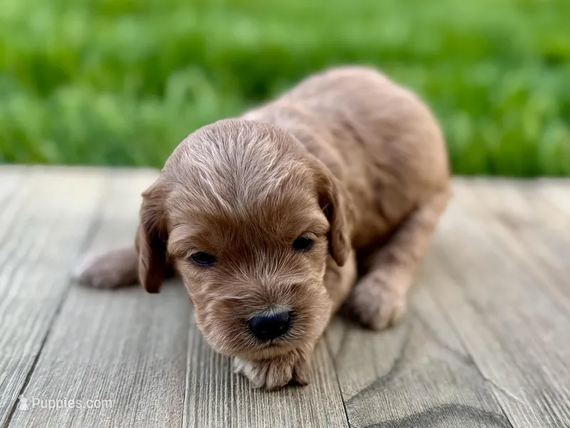 Pumpkin's Female #1 – Cockapoo puppy for sale in Omaha, NE