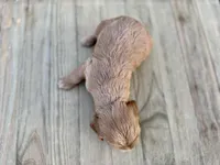 Pumpkin's Female #1, a female Cockapoo for sale in Omaha, NE – 4 of 4