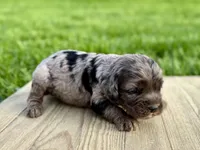 Pumpkin's Merle Female #2, a female Cockapoo for sale in Omaha, NE – 3 of 4