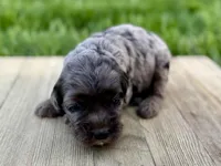Pumpkin's Merle Female #2, a female Cockapoo for sale in Omaha, NE – 4 of 4