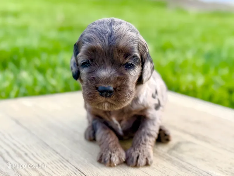 Pumpkin's Merle Female #2 – Cockapoo puppy for sale in Omaha, NE
