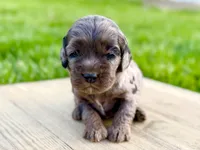 Pumpkin's Merle Female #2, a female Cockapoo for sale in Omaha, NE – 1 of 4