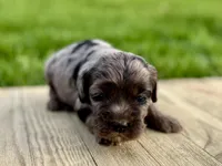 Pumpkin's Merle Female #2, a female Cockapoo for sale in Omaha, NE – 2 of 4