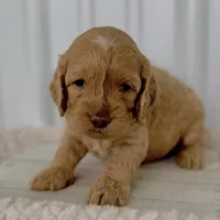 Rose's Male #2, a male Cockapoo for sale in Omaha, NE – Photo 3 of 3
