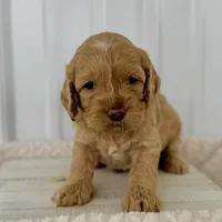Rose's Male #2, a male Cockapoo for sale in Omaha, NE – Photo 1 of 3