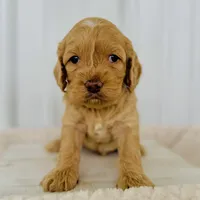 Rose's Male #2, a male Cockapoo for sale in Omaha, NE – Photo 2 of 3