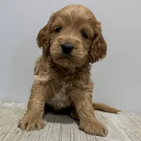 Pumpkin's Male #4, a male Cockapoo for sale in Omaha, NE – Photo 2 of 5