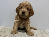 processed/a9f6df29-11e4-4083-a304-6a17694a7e50/listing/dfee76c3-a652-457c-a67b-12db67b55b05/153d3bf7-4dfc-45ee-92cf-8b33e94292af