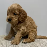 Pumpkin's Male #4, a male Cockapoo for sale in Omaha, NE – Photo 5 of 5
