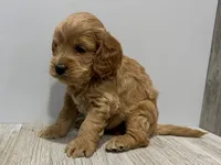 processed/a9f6df29-11e4-4083-a304-6a17694a7e50/listing/dfee76c3-a652-457c-a67b-12db67b55b05/1a824123-76eb-4999-8b16-0a915dfd0d53