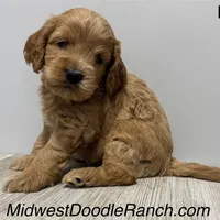 Pumpkin's Male #4, a male Cockapoo for sale in Omaha, NE – Photo 1 of 5