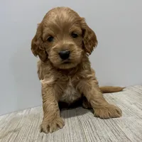 Pumpkin's Male #4, a male Cockapoo for sale in Omaha, NE – Photo 4 of 5