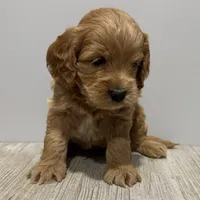 Pumpkin's Male #4, a male Cockapoo for sale in Omaha, NE – Photo 3 of 5