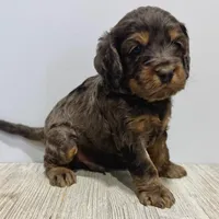 Pumpkin's Merle Male #3, a male Cockapoo for sale in Omaha, NE – Photo 2 of 2