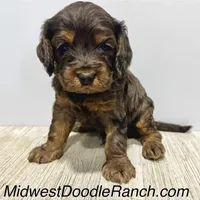 Pumpkin's Merle Male #3, a male Cockapoo for sale in Omaha, NE – Photo 1 of 2