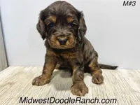 Pumpkin's Merle Male #3, a male Cockapoo for sale in Omaha, NE – Photo 1 of 2