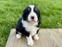 Willow's Tri Male #1, a male Miniature Bernedoodle for sale in Omaha, NE – 3 of 3