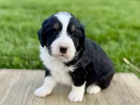 Willow's Tri Male #1, a male Miniature Bernedoodle for sale in Omaha, NE – 1 of 3