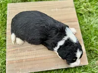 Willow's Tri Male #1, a male Miniature Bernedoodle for sale in Omaha, NE – 2 of 3