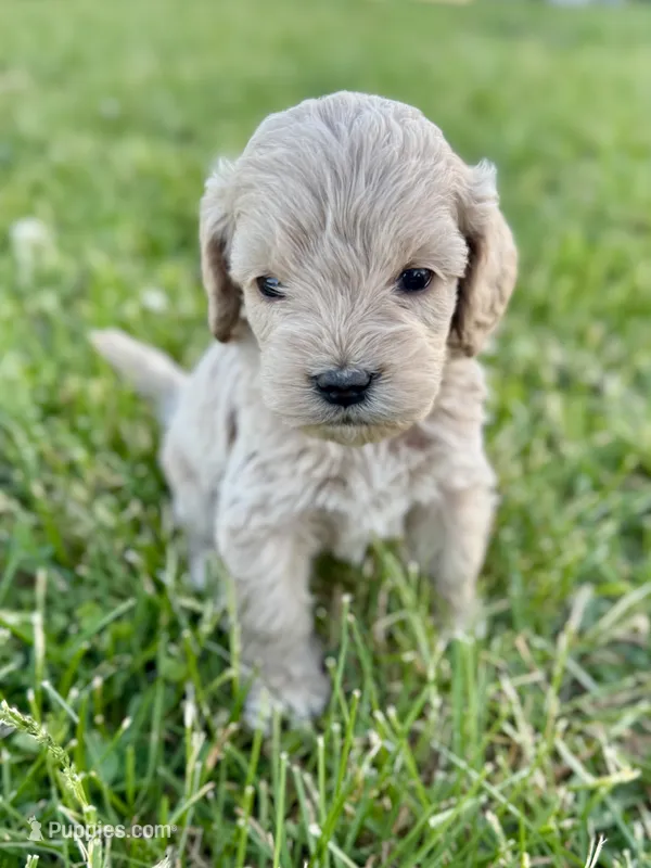 Pumpkin's Male #4 – Cockapoo puppy for sale in Omaha, NE