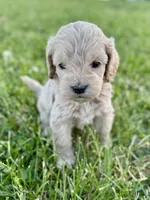 Pumpkin's Male #4, a male Cockapoo for sale in Omaha, NE – 1 of 4