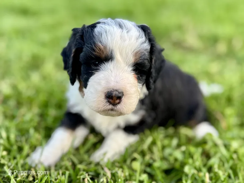 Willow's Tri Female #2 – Miniature Bernedoodle puppy for sale in Omaha, NE