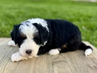 Willow's Tri Female #2, a female Miniature Bernedoodle for sale in Omaha, NE – 2 of 3