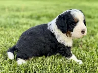 Willow's Tri Female #2, a female Miniature Bernedoodle for sale in Omaha, NE – 3 of 3