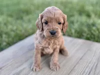 Pumpkin's Female #1, a female Cockapoo for sale in Omaha, NE – 3 of 3