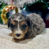 Oakley's Merle F#2, a female Miniature Bernedoodle for sale in Omaha, NE – Photo 2 of 3