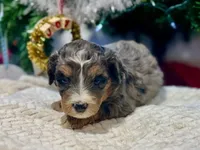 Oakley's Merle F#2, a female Miniature Bernedoodle for sale in Omaha, NE – Photo 2 of 3