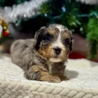 Oakley's Merle F#2, a female Miniature Bernedoodle for sale in Omaha, NE – Photo 3 of 3
