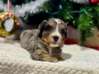 Oakley's Merle F#2, a female Miniature Bernedoodle for sale in Omaha, NE – Photo 3 of 3