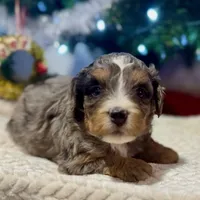 Oakley's Merle F#2, a female Miniature Bernedoodle for sale in Omaha, NE – Photo 1 of 3