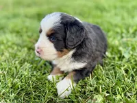 Willow's Tri Merle Male #2, a male Miniature Bernedoodle for sale in Omaha, NE – 4 of 4