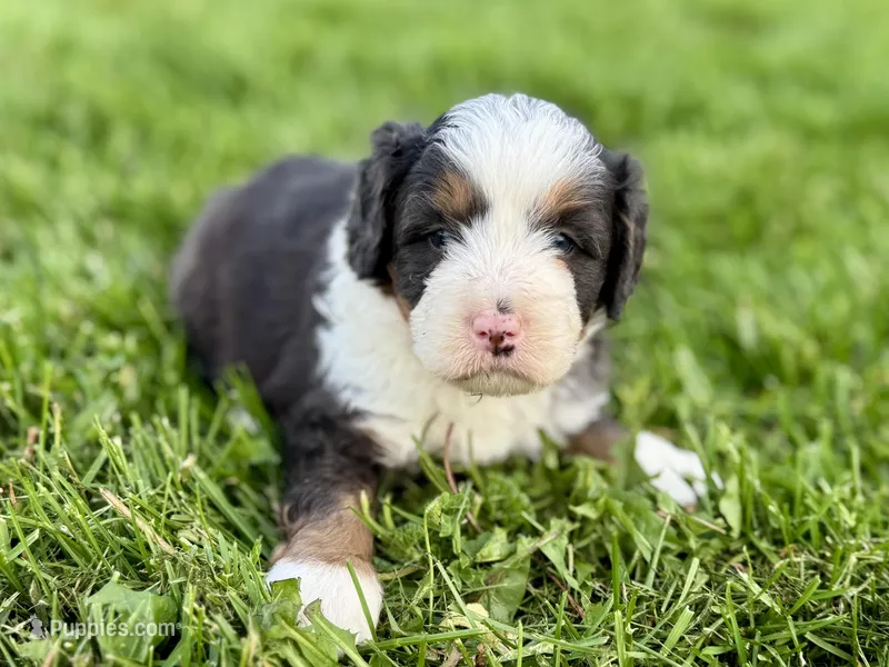 Willow's Tri Merle Male #2 – Miniature Bernedoodle puppy for sale in Omaha, NE