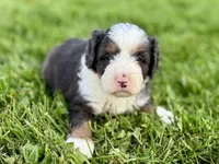 Willow's Tri Merle Male #2, a male Miniature Bernedoodle for sale in Omaha, NE – 1 of 4