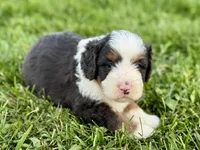 Willow's Tri Merle Male #2, a male Miniature Bernedoodle for sale in Omaha, NE – 3 of 4
