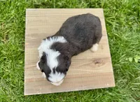 Willow's Tri Merle Male #2, a male Miniature Bernedoodle for sale in Omaha, NE – 2 of 4