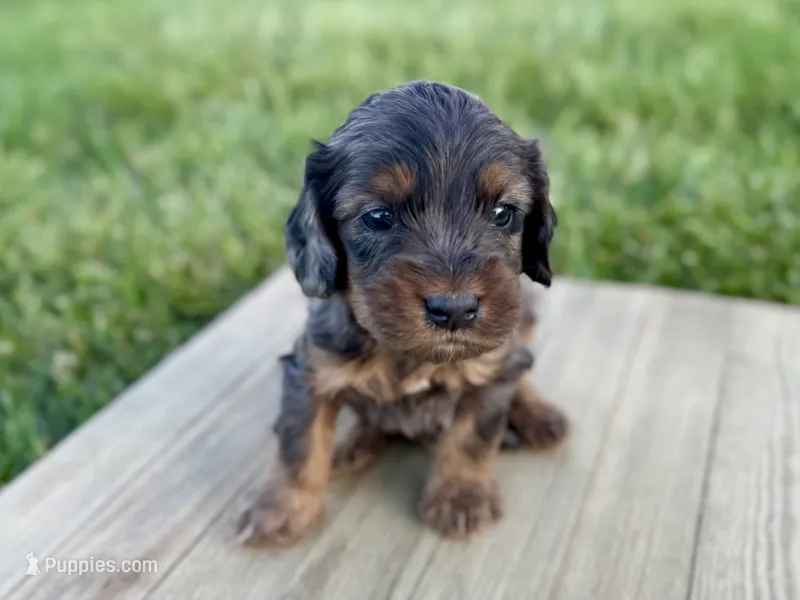 Pumpkin's Merle Male #3 – Cockapoo puppy for sale in Omaha, NE
