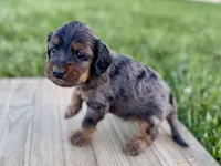 Pumpkin's Merle Male #3, a male Cockapoo for sale in Omaha, NE – 2 of 2