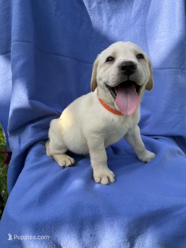 Yellow Boy #1 (Orange collar) – Labrador Retriever puppy for sale in Olive Hill, KY