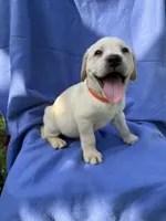 Yellow Boy #1 (Orange collar), a male Labrador Retriever for sale in Olive Hill, KY – 1 of 1