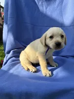 Yellow Boy #3 (Purple Collar), a male Labrador Retriever for sale in Olive Hill, KY – 1 of 1