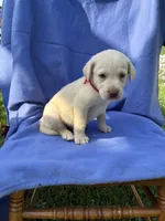 Yellow Boy #2 (Red collar), a male Labrador Retriever for sale in Olive Hill, KY – 1 of 1