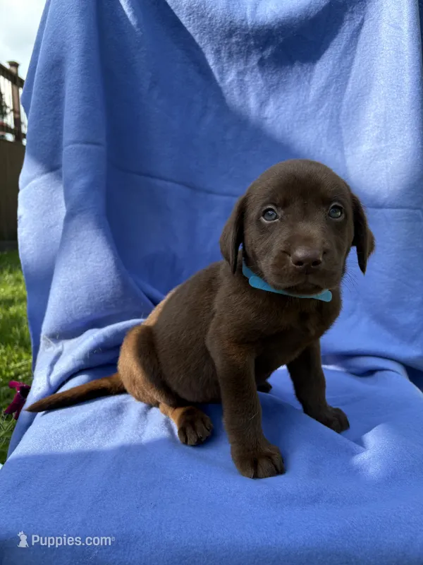 Chocolate Boy – Labrador Retriever puppy for sale in Olive Hill, KY
