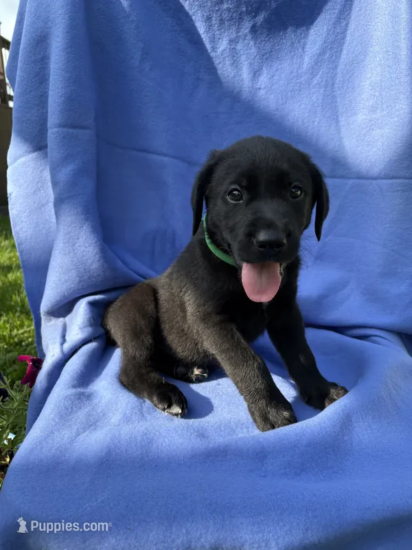 Black Lab – Labrador Retriever puppy for sale in Olive Hill, KY